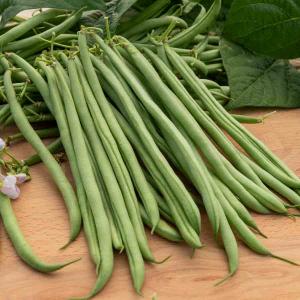 Haricot Nain Vert Oxinel 2 - 10 m - BIO